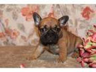 French Bulldog Puppy for sale in Auburn Hills, MI, USA