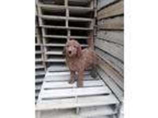 Labradoodle Puppy for sale in De Graff, OH, USA