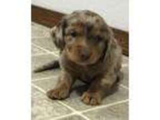 Dachshund Puppy for sale in Stark City, MO, USA
