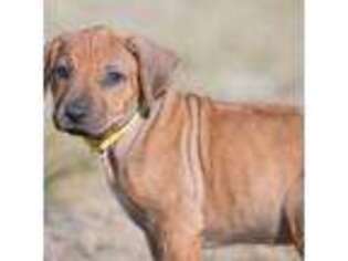 Rhodesian Ridgeback Puppy for sale in Fairplay, CO, USA