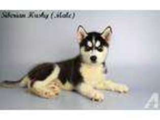 Siberian Husky Puppy for sale in NATIONAL CITY, CA, USA