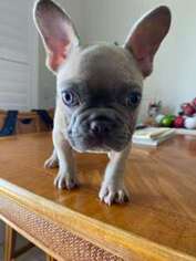 French Bulldog Puppy for sale in Kapolei, HI, USA