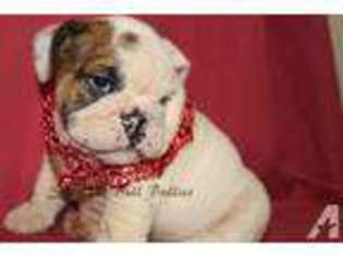 Bulldog Puppy for sale in JELLICO, TN, USA