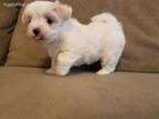 Maltese Puppy for sale in Riverview, FL, USA