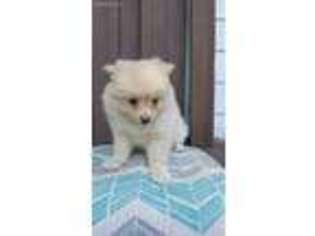 Pomeranian Puppy for sale in Bad Axe, MI, USA