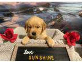 Golden Retriever Puppy for sale in Hudson, FL, USA