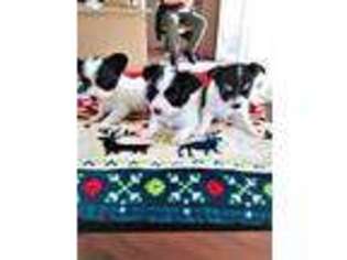 Papillon Puppy for sale in Cheyenne, WY, USA