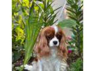 Cavalier King Charles Spaniel Puppy for sale in Hillsboro, OR, USA