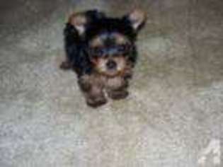 Yorkshire Terrier Puppy for sale in BERRY, AL, USA