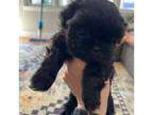 Mutt Puppy for sale in Hartsville, SC, USA