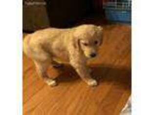 Golden Retriever Puppy for sale in Elk City, OK, USA