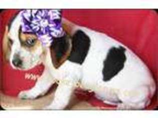 Beagle Puppy for sale in San Antonio, TX, USA