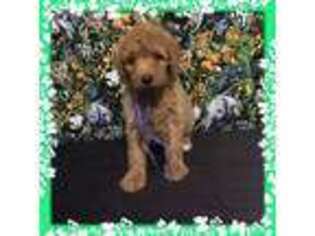Goldendoodle Puppy for sale in Alliance, OH, USA