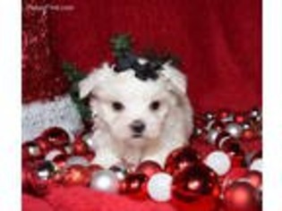 Maltese Puppy for sale in Memphis, MO, USA