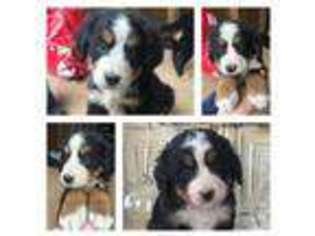 Bernese Mountain Dog Puppy for sale in Hustontown, PA, USA