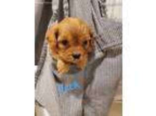Cavapoo Puppy for sale in Fayetteville, TN, USA