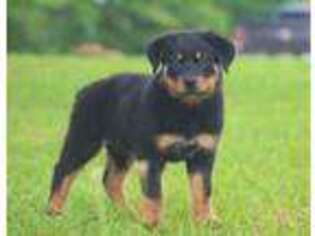Rottweiler Puppy for sale in Weir, MS, USA