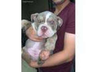 Bulldog Puppy for sale in Zion, IL, USA