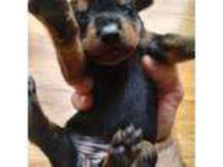 Doberman Pinscher Puppy for sale in Hixson, TN, USA