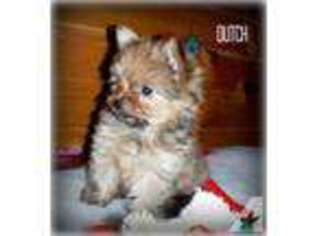 Yorkshire Terrier Puppy for sale in SCOTTVILLE, MI, USA