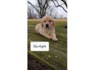 Golden Retriever Puppy for sale in Canandaigua, NY, USA
