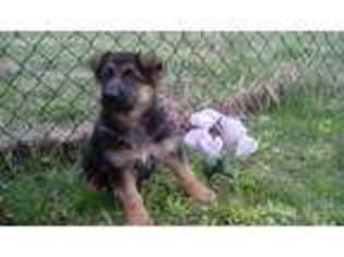 German Shepherd Dog Puppy for sale in Masontown, PA, USA