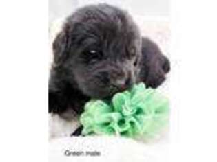 Newfoundland Puppy for sale in Candler, NC, USA