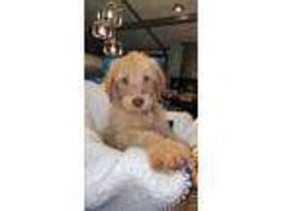 Labradoodle Puppy for sale in Pittsburgh, PA, USA