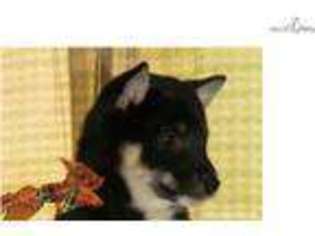 Shiba Inu Puppy for sale in Lexington, KY, USA