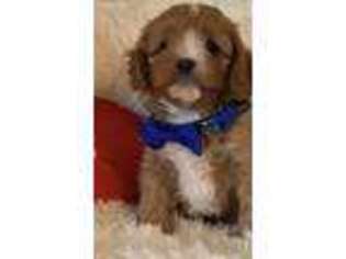 Cavapoo Puppy for sale in Greenville, MO, USA