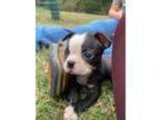Boston Terrier Puppy for sale in Humboldt, TN, USA