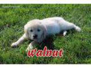 Mutt Puppy for sale in Twelve Mile, IN, USA