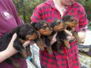 Airedale Terrier Puppy for sale in JACKSON, TN, USA