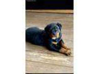 Rottweiler Puppy for sale in Monroe, OH, USA