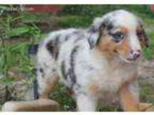 Australian Shepherd Puppy for sale in Townsend, DE, USA
