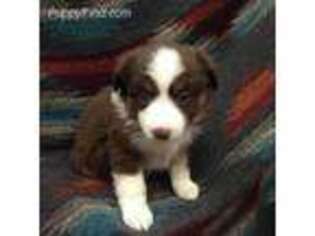 Miniature Australian Shepherd Puppy for sale in Fayetteville, WV, USA
