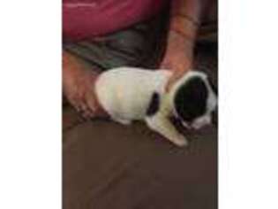 Akita Puppy for sale in Johnstown, PA, USA