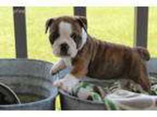 Olde English Bulldogge Puppy for sale in Mount Sterling, KY, USA