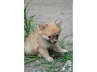Pomeranian Puppy for sale in ISLIP TERRACE, NY, USA