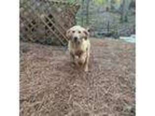 Goldendoodle Puppy for sale in Highlands, NC, USA