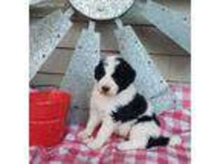 Saint Berdoodle Puppy for sale in Elkton, KY, USA