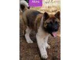 Akita Puppy for sale in Delta Junction, AK, USA
