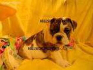 Bulldog Puppy for sale in Unionville, IA, USA