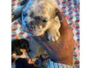 French Bulldog Puppy for sale in Owings Mills, MD, USA