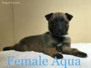 Belgian Malinois Puppy for sale in Edinburg, TX, USA