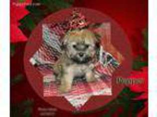 Havanese Puppy for sale in Laredo, MO, USA