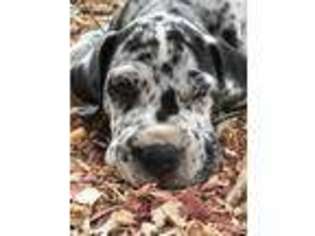 Great Dane Puppy for sale in Laurinburg, NC, USA