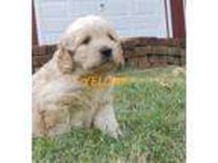 Goldendoodle Puppy for sale in Salem, VA, USA