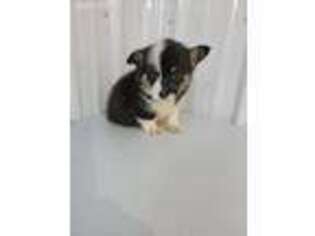 Pembroke Welsh Corgi Puppy for sale in Buffalo, MO, USA