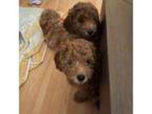 Labradoodle Puppy for sale in Irvine, CA, USA